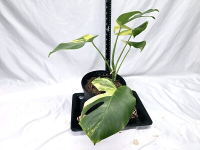 monstera aurea | eBay