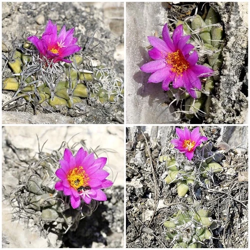 Turbinicarpus nikolae RS 2734 San Luis Potosi, MX | 10 seeds | RARE - Picture 3 of 4