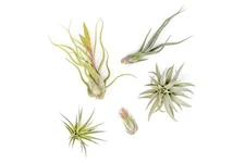 The Tough Stuff Collection- Bulk Tillandsia Air Plants- Easy Care Indoor/Outdoor