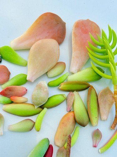 SUCCULENT 30 PCS Mixed Succulent Leaves Freshly Cut Free Post, plant - Picture 2 of 6