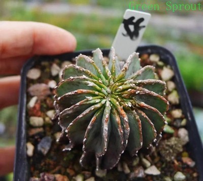 Rare Cacti SucculentLiving Geohintonia mexicana WYSIWYG Self Rooted Decor#58