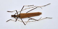 Cerambycidae, Proholopterus annulicornis, male, A1, 32 mm, Chile, #CC27