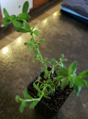 Brahmi (Bacopa monnieri) SEEDS | eBay