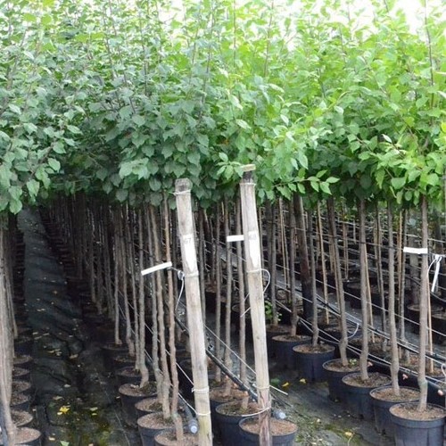 Oullins Reneklode Eierpflaume Pflaumenbaum Zwergbaum Buschbaum Halbstamm Hochst. - Bild 19 von 22