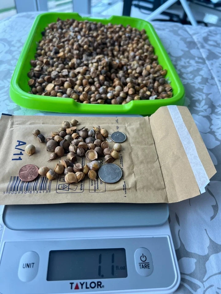 Garlic variety "Elephant" 25 medium seeds for planting - Image 2 of 4