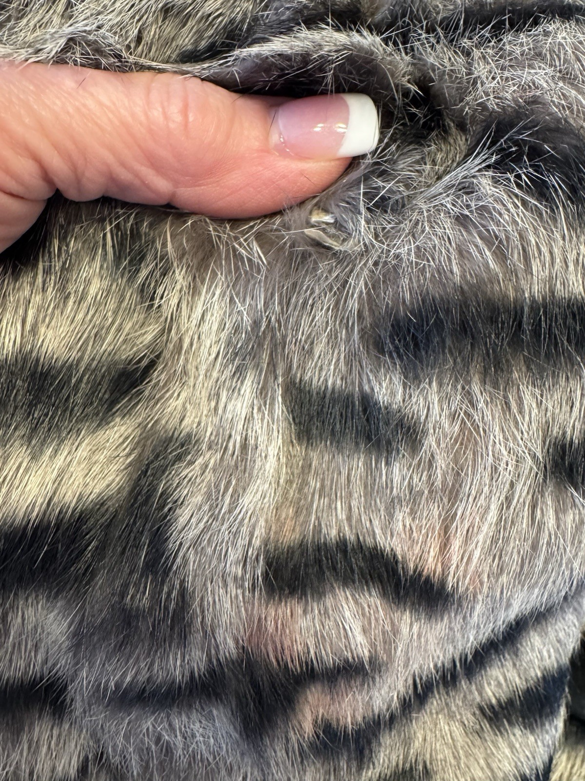 Vintage Bebe Dyed Rabbit Fur Coat Medium Tiger Stripe Print Leather Trim Belted