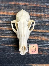 Real Red Fox Unique Animal Mount Halloween Skull Art Craft Mountain Man Canine