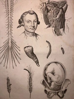 Antiquarische Stahlstich 1834 Anatomie Medizine Chirurgie Arzt Doktor Botanik - Bild 1 von 4