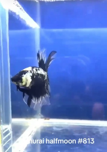 BETTA SAMURAI HALFMOON MALE LIVE FISH HIGH QUALITY#813 - Picture 3 of 4