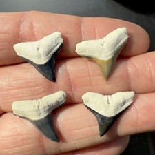 4 Beautiful Gem Quality Bone Valley Florida Fossil Bull/ Lemon Shark Teeth