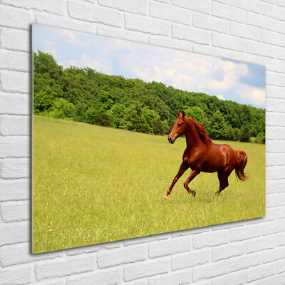 Acrylglas-Bild Wandbilder Druck 100x70 Deko Tiere Pferd auf der Wiese
