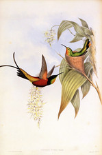 1990 Vintage HUMMINGBIRD #67 "FIERY TOPAZ" STUNNING GOULD COLOR Art Lithograph