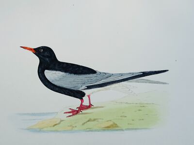 c1870 Antique Print WHITE WINGED BLACK TERN History of British Birds by Morris