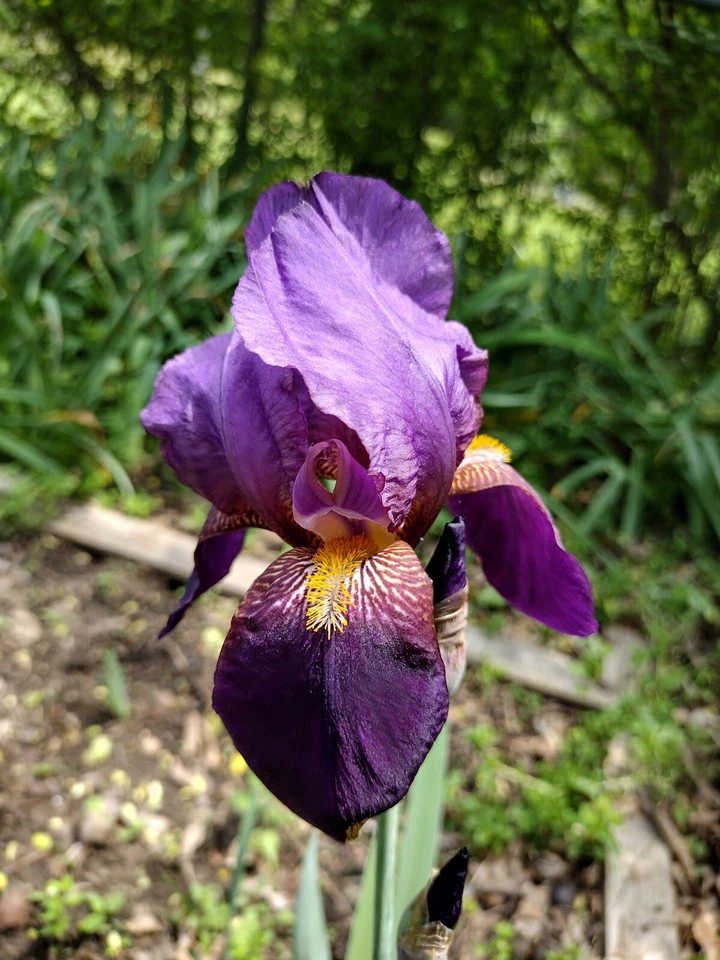 8  IRIS Rhizomes FREE SHIPPING - Image 2 of 4