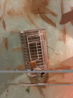 N Scale Garden House Built With Details