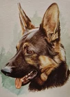 Lovely German Shepherd Blank Greeting Card
