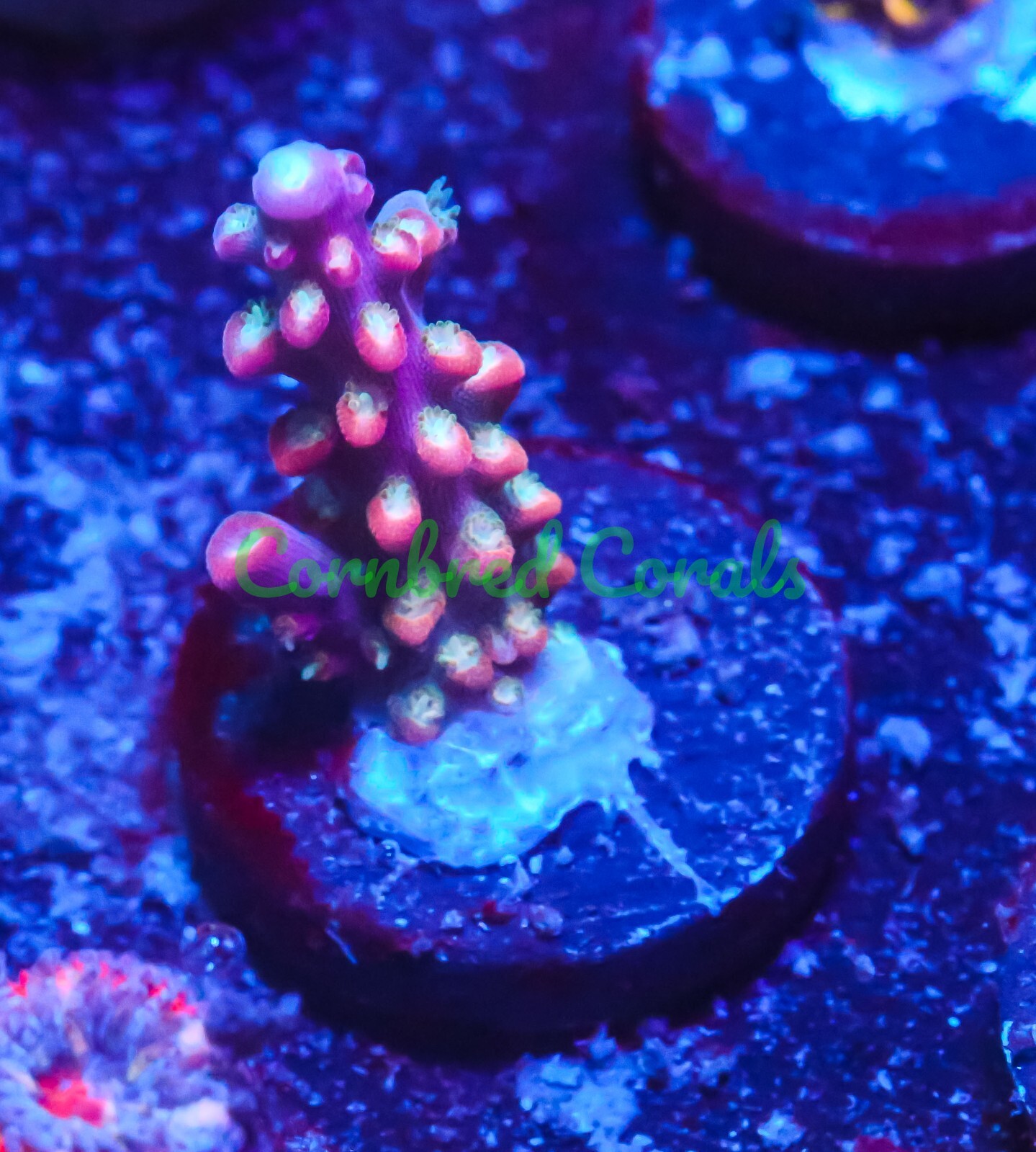 Cornbred's Fruity Pebbles Acro Frag LIVE CORAL eBay