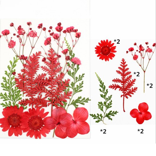 Pressed Flower Mixed Dried Flowers DIY Art Floral Art Floral Gift Craft - Picture 9 of 18