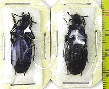 Carabidae, Carabus (Archiplectes) obtusus ganglbaueri pair A1, S. Russia