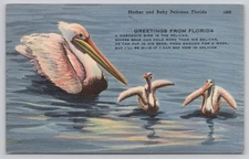 Vintage Linen Postcard Mother and Baby Pelicans Florida Tichnor Bros