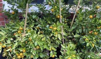 #ad 1 Rooted 2β 3β Calamansi Kalamansi Calamondin Citrus Plant $20.00