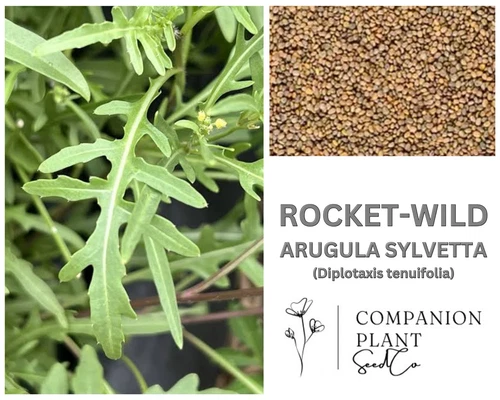 WILD ROCKET - ARUGULA SYLVETTA Roquette Sauvage HERITAGE Seeds 