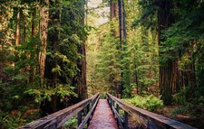 🌲 REDWOOD FOREST PARADISE | 7,163 SQ FT IN MENDOCINO COUNTY 🌲