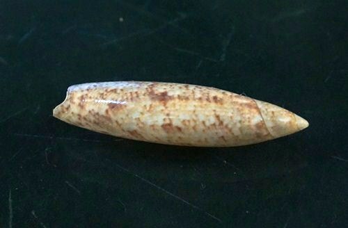 Terebellum Terebellum 48.8mm GEM , beautiful DARK Pattern WOW!!! - Picture 5 of 7