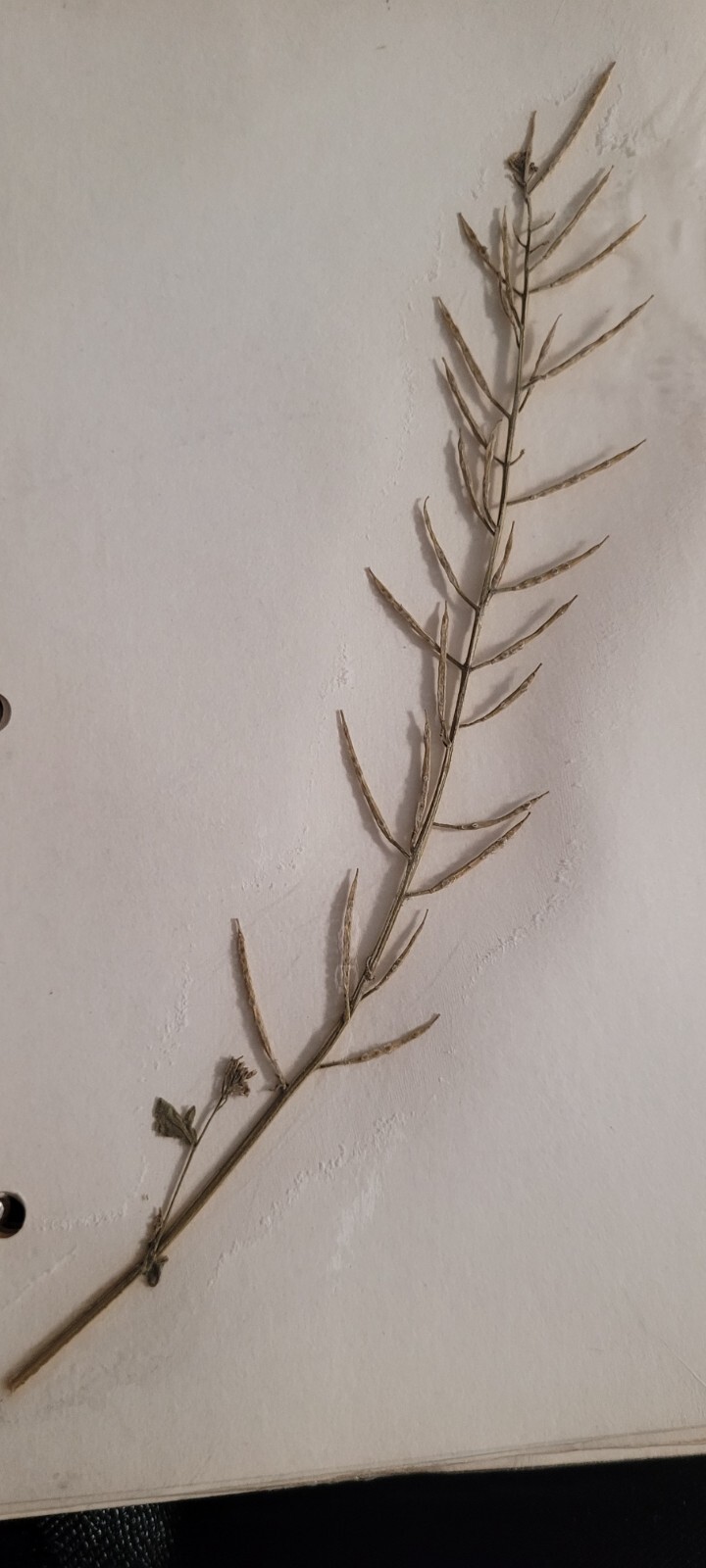 3 pressed leaves from 1970's