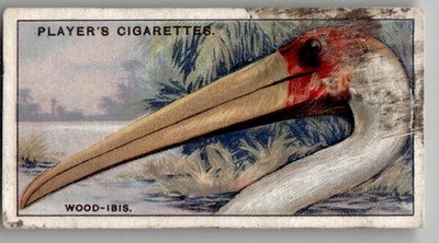 1929 Player's Cigarettes Birds Curious Beaks Tobacco Card #27 The Wood-Ibis