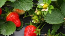 150 Red Strawberry Seeds for Big Fruit - USA Grown - Perennial Container Garden
