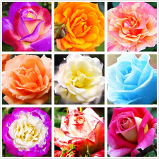 100Pcs Pink Climbing Rose Vine Seeds - Amazing Growth and Beautiful Roses - Pere