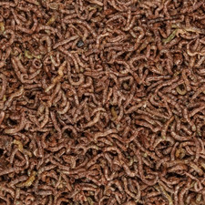 Freeze Dried Whole Bloodworms - Everything Aquatic