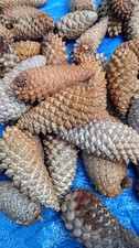 50 Knobcone Pine Cones Bulk Natural Clean No Bugs Craft Jewelry DIY