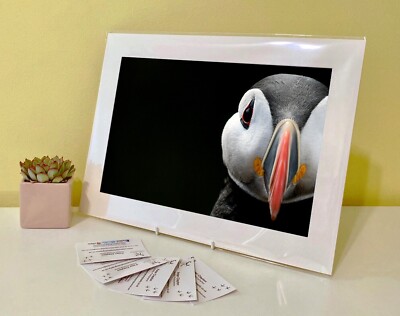 Kunstdruck Bild Bild Foto Fotografie - Papageientaucher Seevögel | Natur | Tierwelt