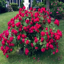 JAPANESE RED ROSE BUSH FLOWER SEEDS Rosa Rugosa Rubra Garden