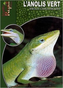 LAnolis Vert: Anolis Carolinensis von Rauh, Jens | Buch | Zustand sehr gut