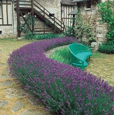 Lavender Seed, Munstead, Bulk Lavender Seed, Heirloom Perennial Herb Seeds 250ct