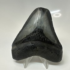 Megalodon Shark Tooth 4.03 Inch - Black - Wide Fossil - Authentic Teeth 20562