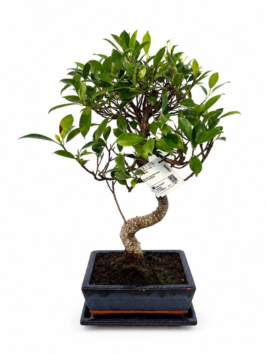 Mini Bonsai in Bonsai-Bume online kaufen | eBay.de