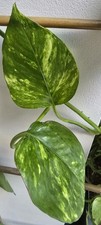 3 Golden Pothos | Devil’s Ivy (3 Unrooted Leaf Cutting) | Indoor Plant