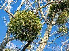 LARGE Fresh Cut Real Mistletoe Ready For Making Decoration At Least 25 Sprigs