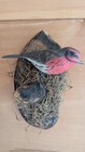 Mounted gray-crowned rosy finch Hand Carved Painted and Signed  Robert Kurkewicz — photo 5