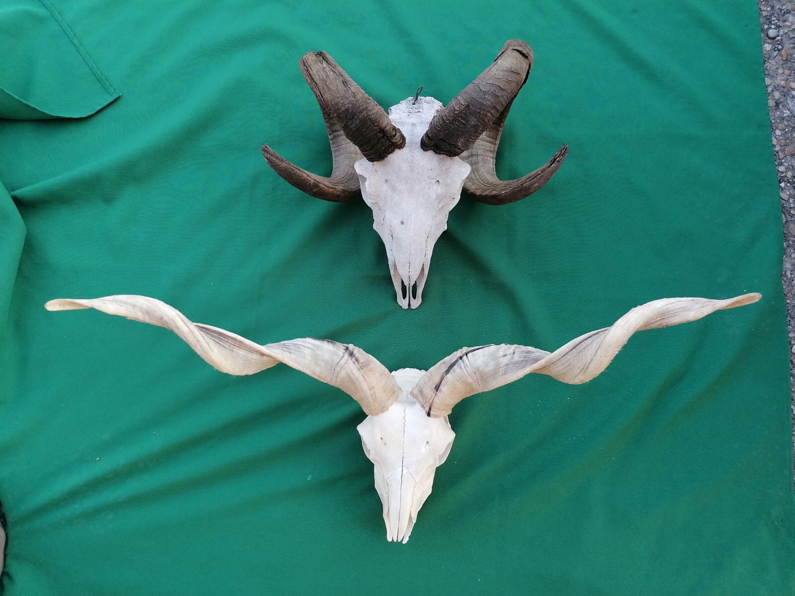 1+1 Pieces Large Vintage Hungarian Racka Sheep Skull & Horn Taxidermy