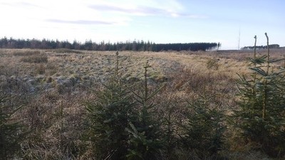 Photo 6x4 Swinside Hall A striking object on the map, predating the conif c2017