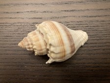 King's Crown Seashells Sea Shell Brown Ivory Craft Decor