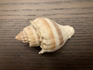 King's Crown Seashells Sea Shell Brown Ivory Craft Decor