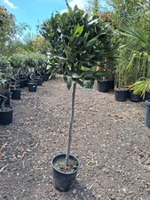 Laurus Nobilis 150cm Lollipop Bay Tree Patio Plant Hardy Evergreen 