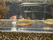 6x Celestial Pearl Danio Galaxy Rasbora Juvenile Tank Raised USA Live Fish