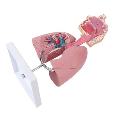 Respiratory System Model With Removable Heart Human Lung Anatomical Display DON